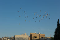 Birds over rooftops / Images from Amman, the capital of Jordan in early November 2013